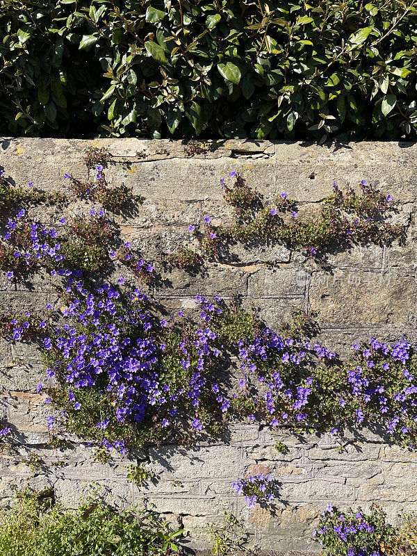 风铃花(Campanula portenschlagiana /墙风铃花)生长在干燥的石墙上，春日阳光明媚